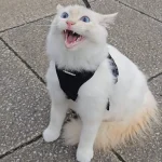 Little Lion of the Sidewalk