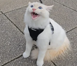 Little Lion of the Sidewalk