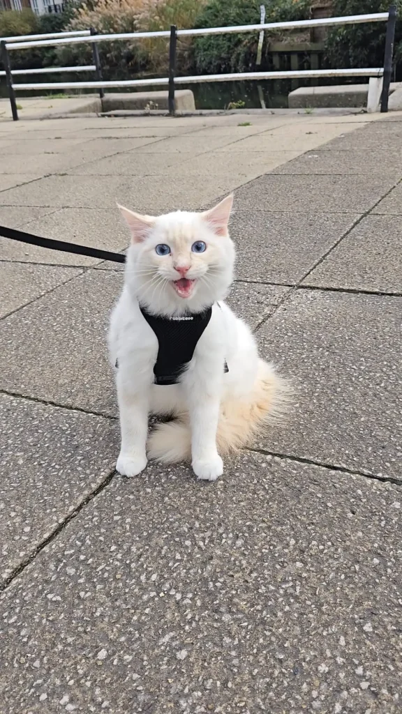 Little Lion of the Sidewalk
