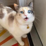 The Cat with the Sapphire Stare, A Tale of Morning Greetings