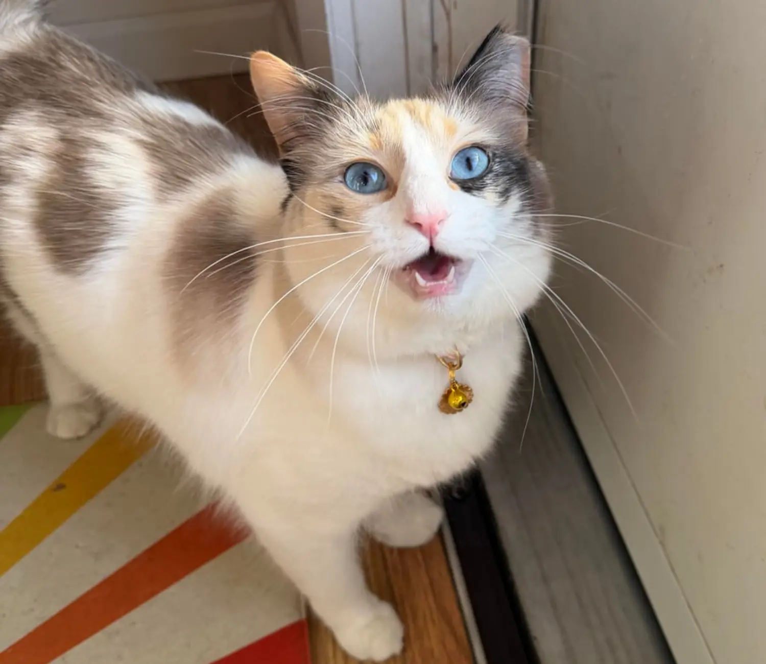 The Cat with the Sapphire Stare, A Tale of Morning Greetings