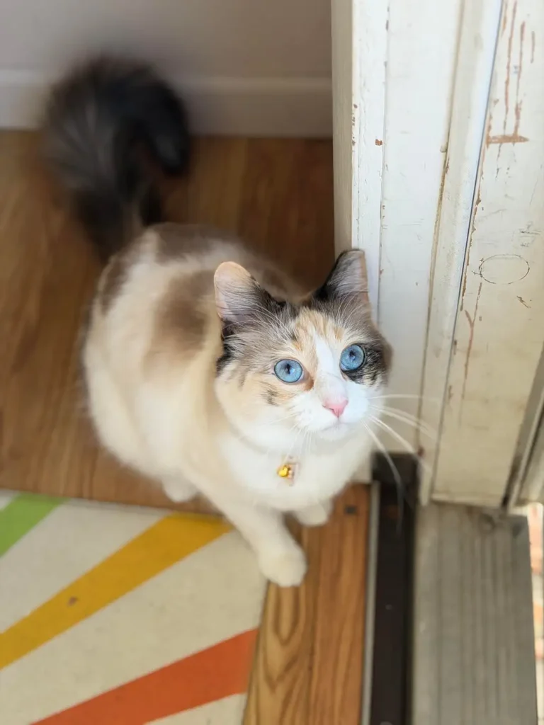 The Cat with the Sapphire Stare, A Tale of Morning Greetings