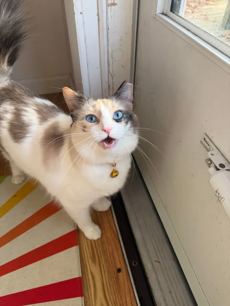 The Cat with the Sapphire Stare, A Tale of Morning Greetings