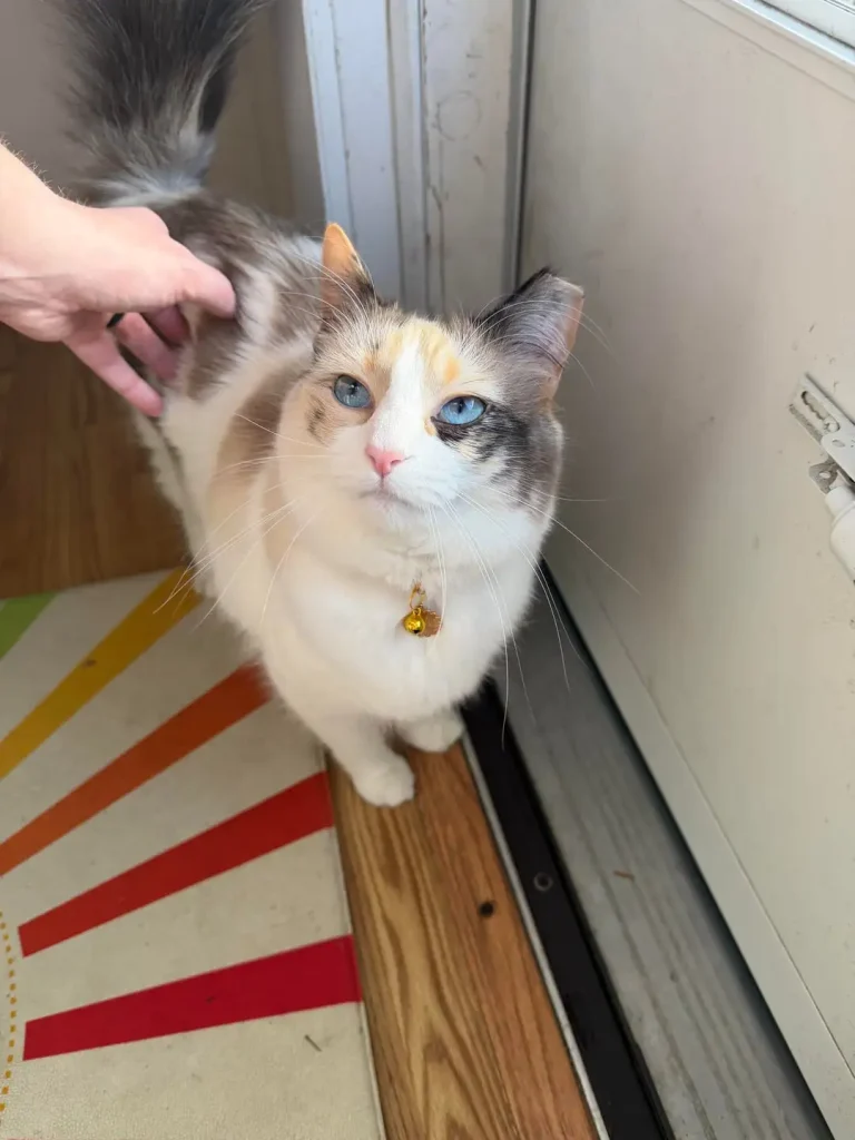 The Cat with the Sapphire Stare, A Tale of Morning Greetings