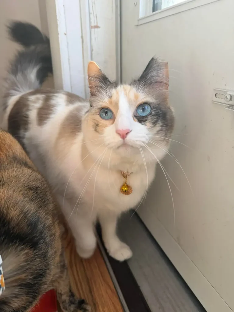 The Cat with the Sapphire Stare, A Tale of Morning Greetings