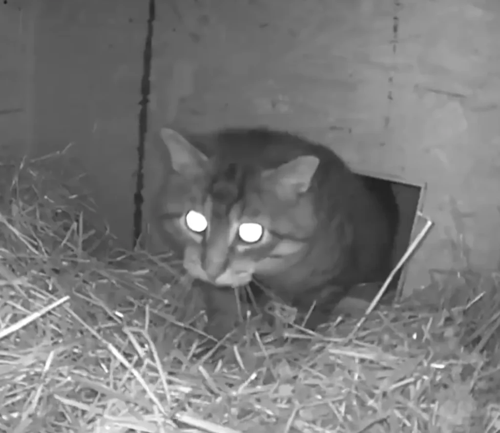 Midnight at the Hay Hotel