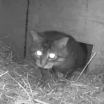 Midnight at the Hay Hotel