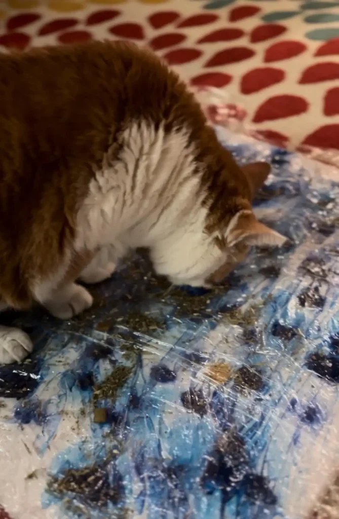 The Accidental Masterpiece of Barnaby the Cat