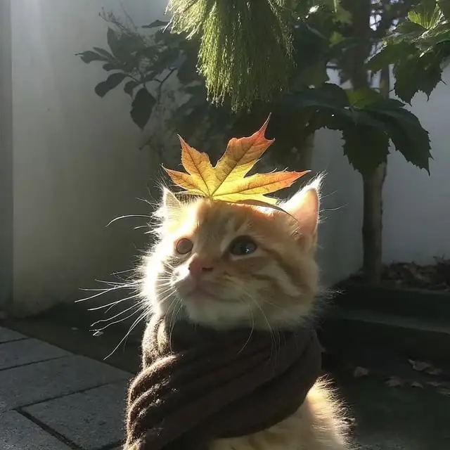 The Autumn Adventures of the Scarf Wearing Cat