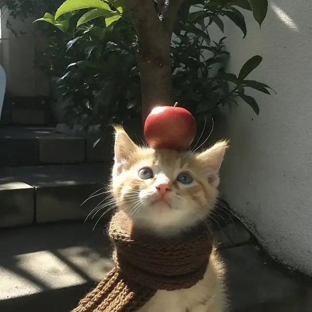 The Autumn Adventures of the Scarf Wearing Cat