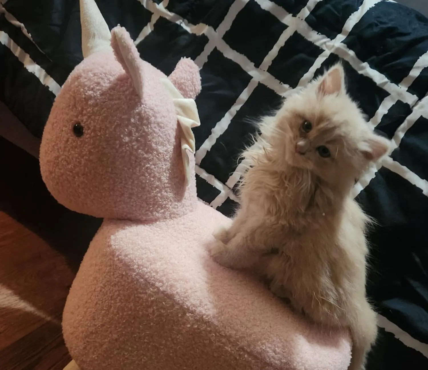 The Big Ambitions of a Very Small Cat