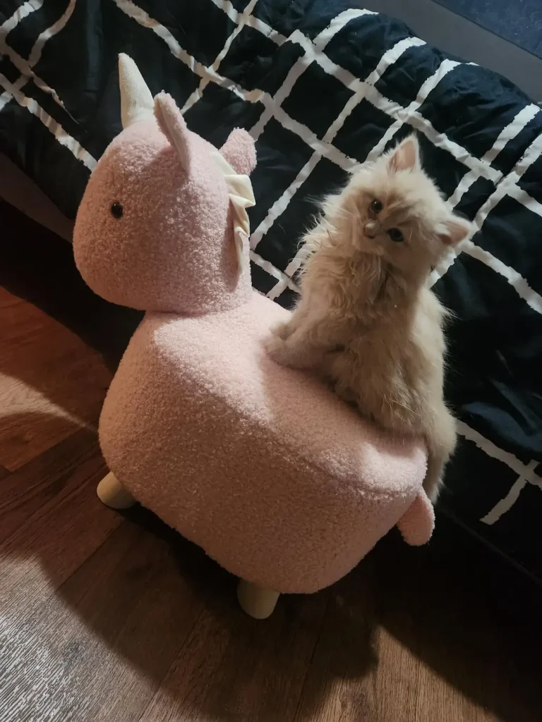 The Big Ambitions of a Very Small Cat