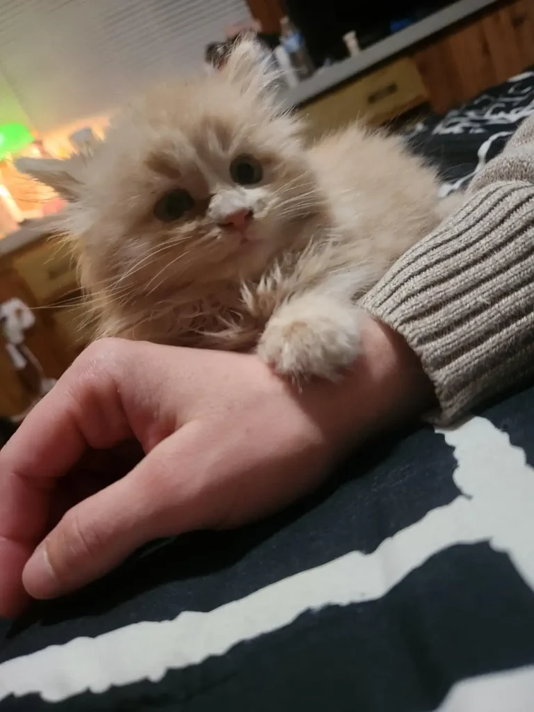 The Big Ambitions of a Very Small Cat