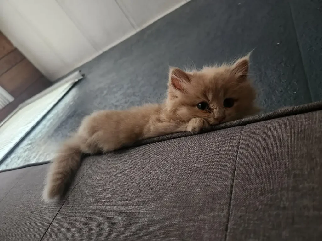 The Big Ambitions of a Very Small Cat