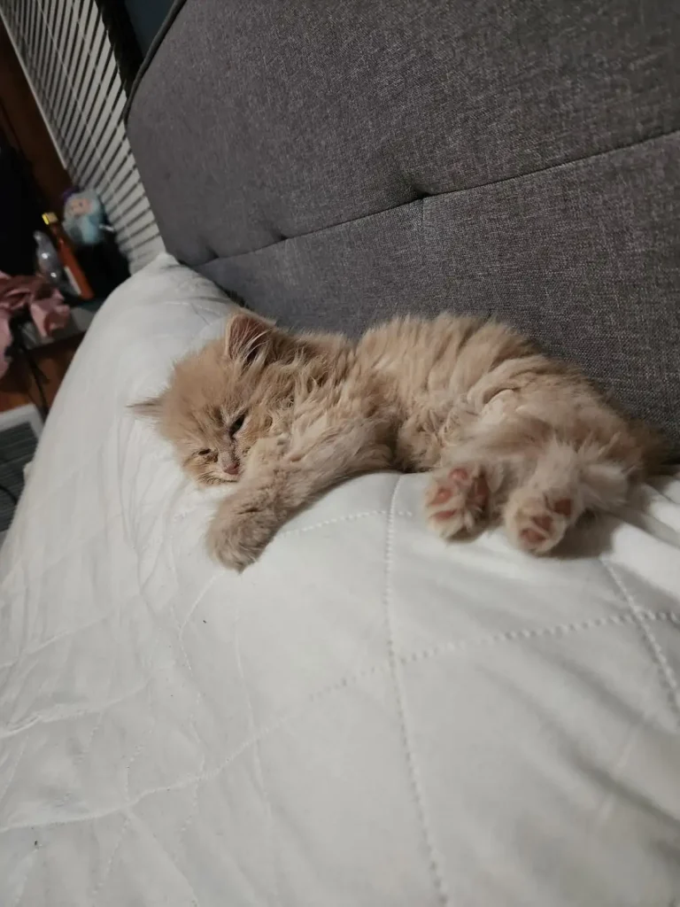 The Big Ambitions of a Very Small Cat