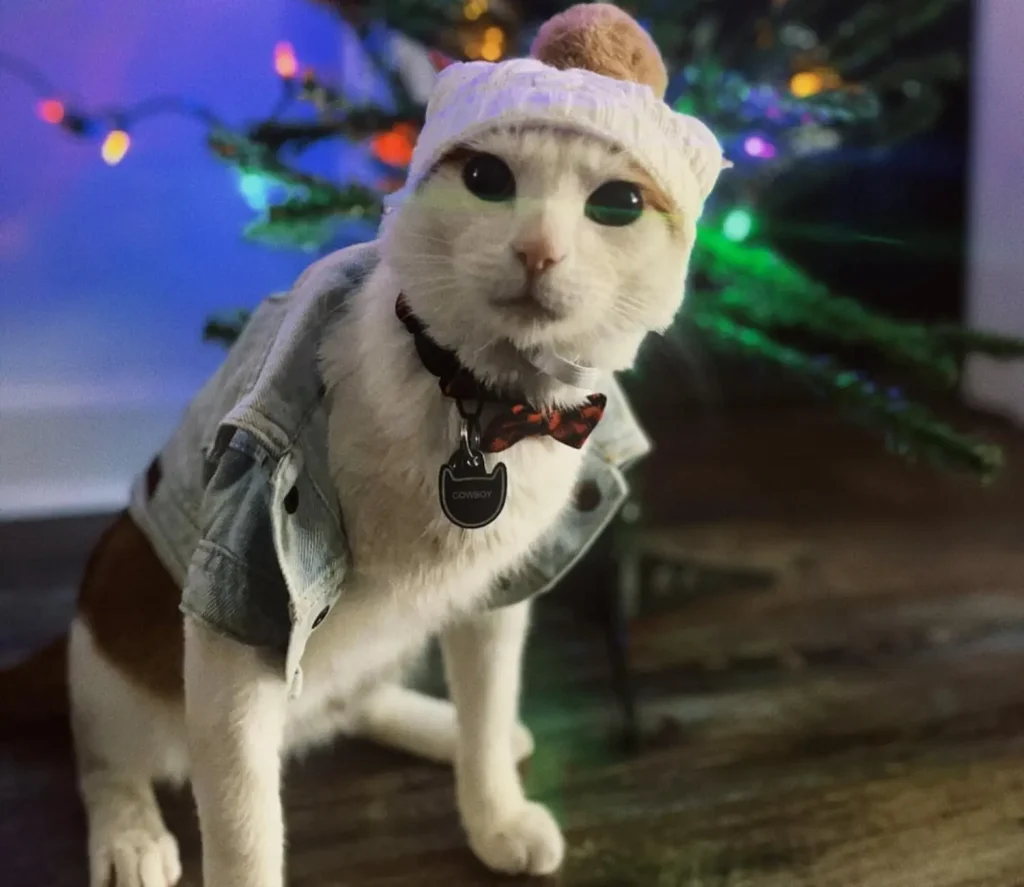 The Blue Christmas of Cowboy the Cat