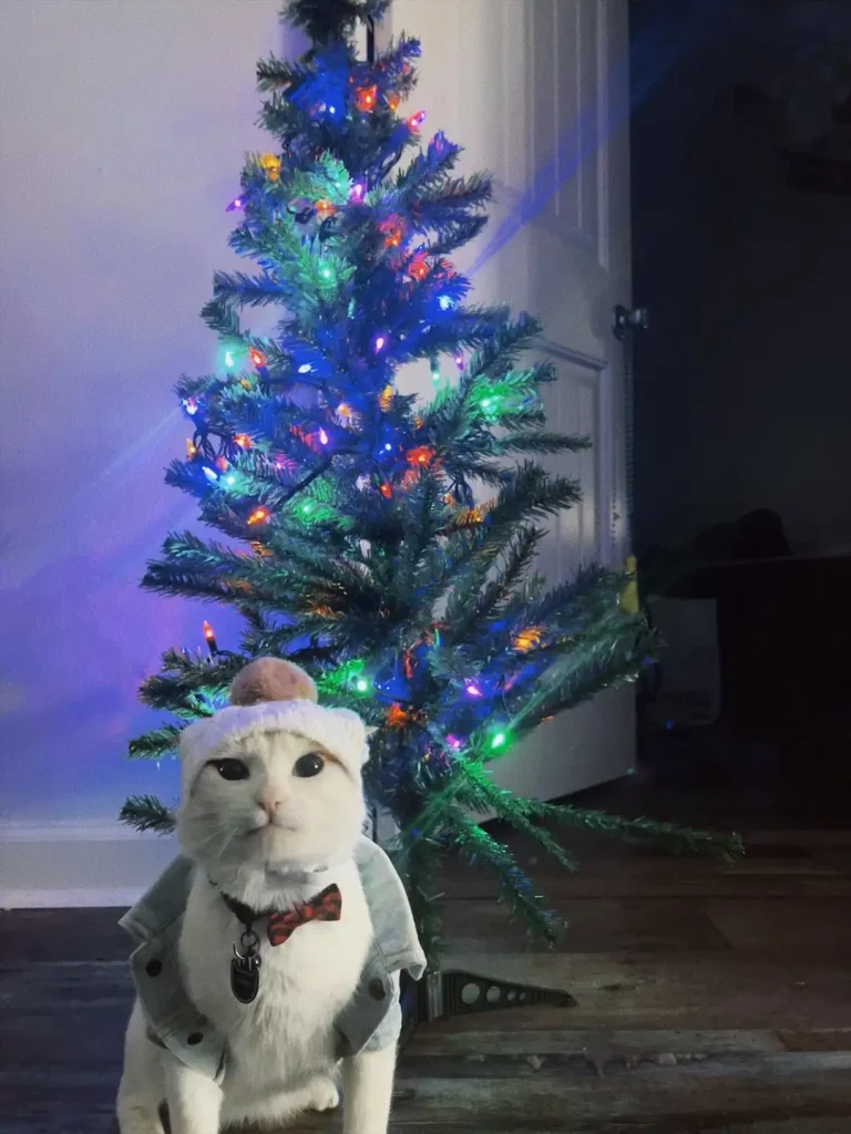 The Blue Christmas of Cowboy the Cat