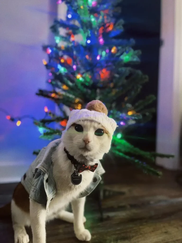 The Blue Christmas of Cowboy the Cat