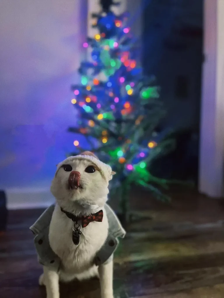 The Blue Christmas of Cowboy the Cat