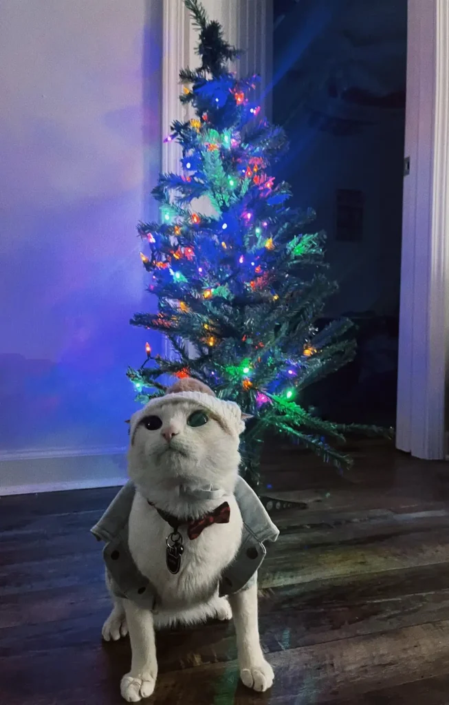 The Blue Christmas of Cowboy the Cat
