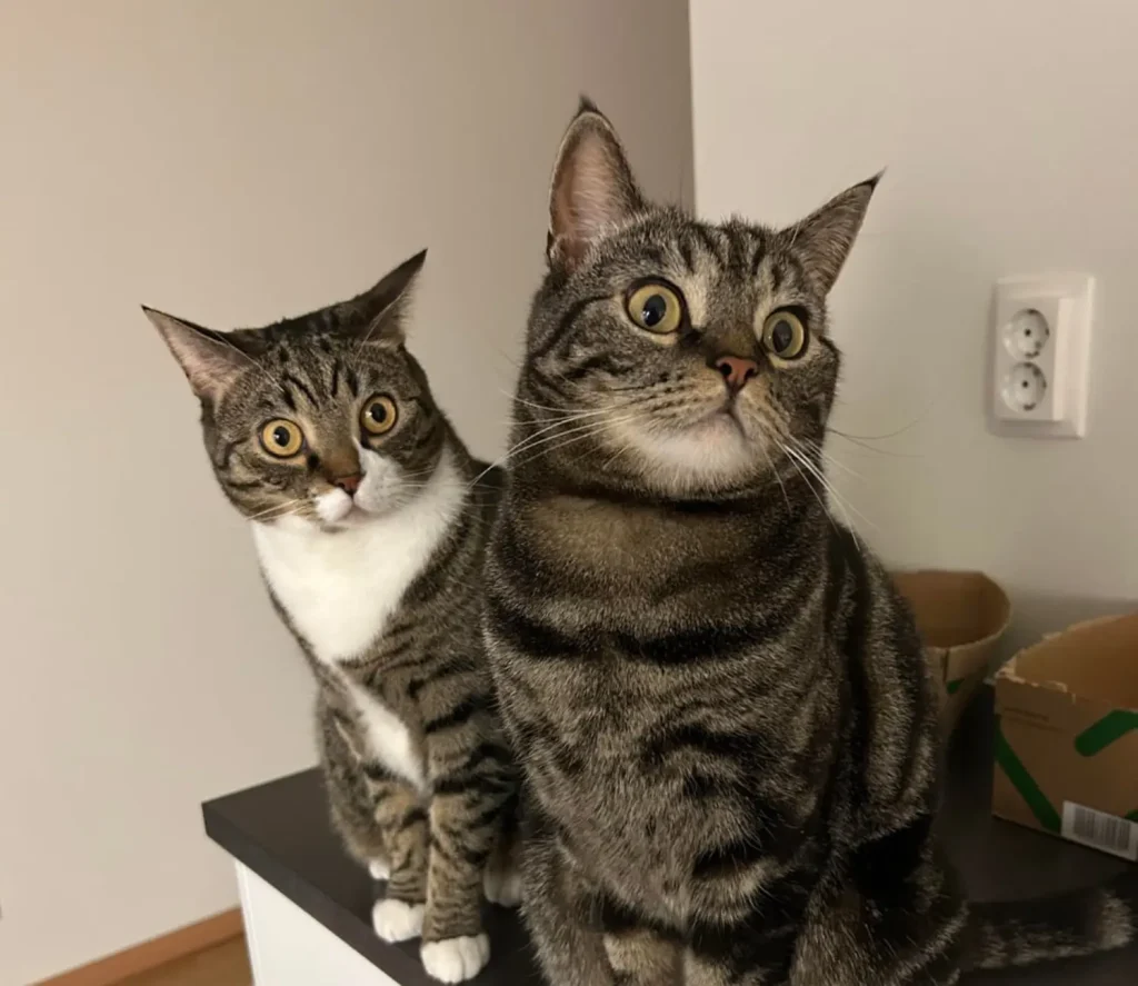 The Cat Committee and the Case of the Invisible Treat
