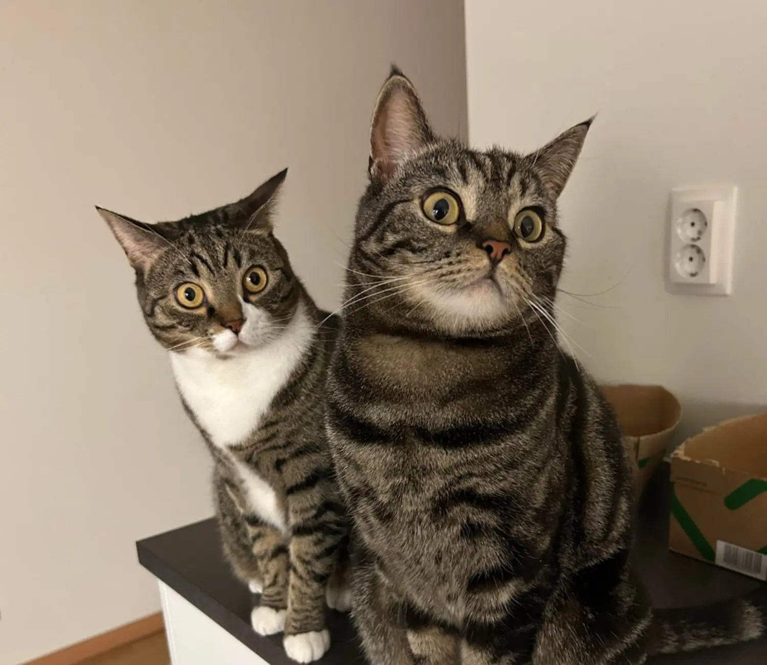 The Cat Committee and the Case of the Invisible Treat