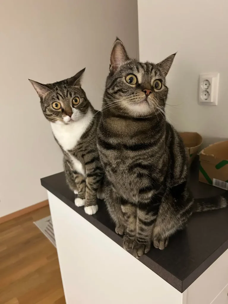 The Cat Committee and the Case of the Invisible Treat