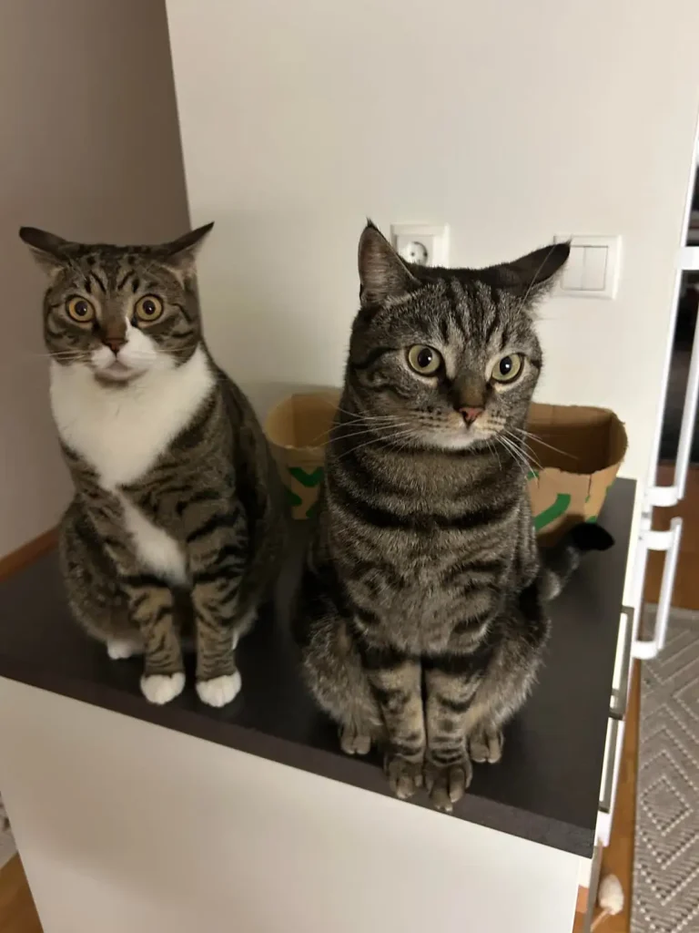 The Cat Committee and the Case of the Invisible Treat