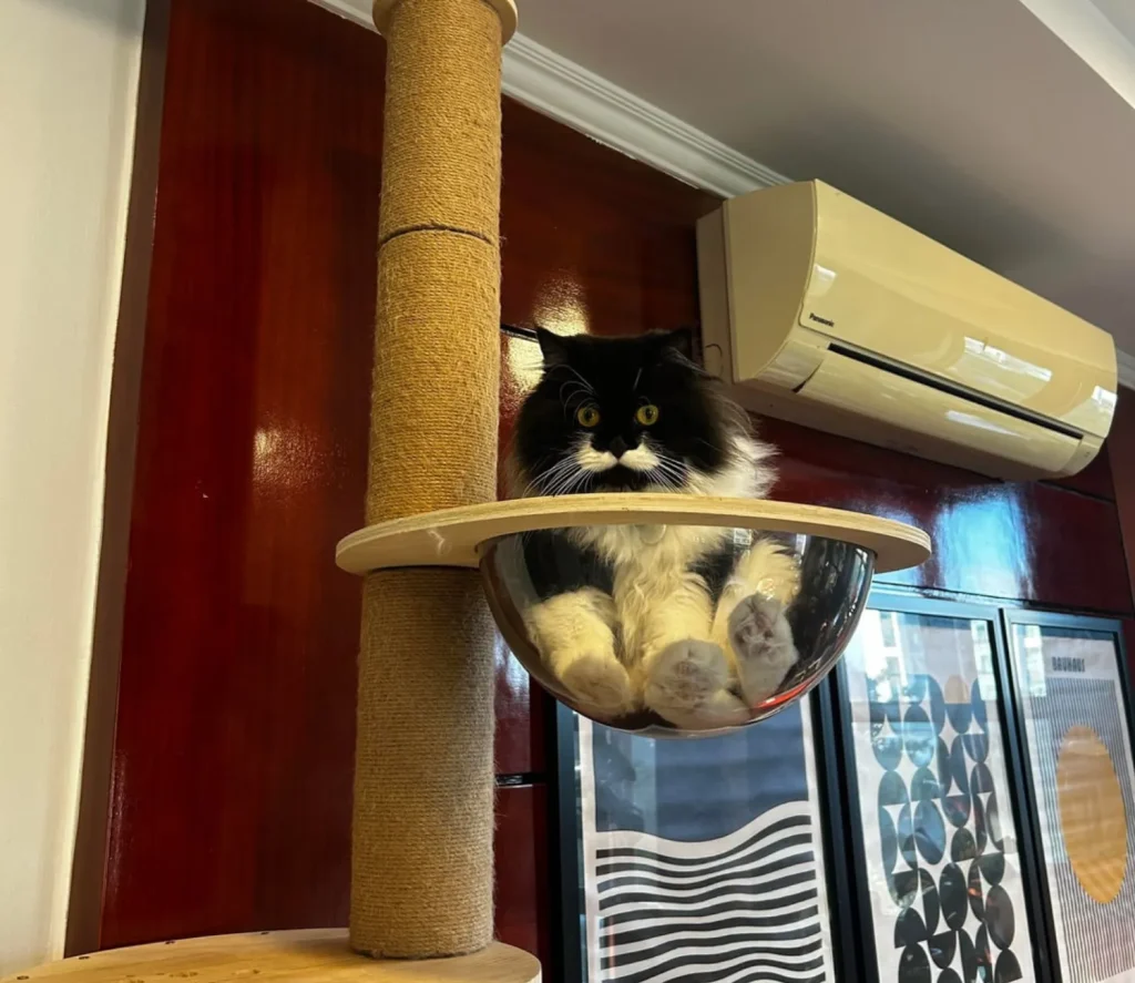 The Cat Council’s Secret Agenda, A Tale of Fur and Physics