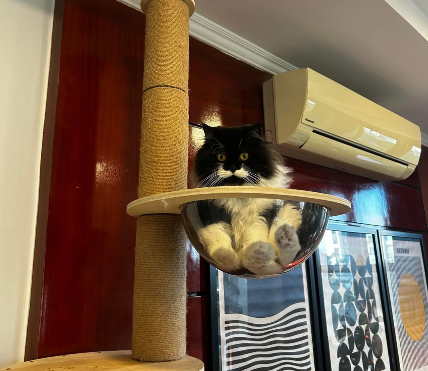 The Cat Council’s Secret Agenda, A Tale of Fur and Physics