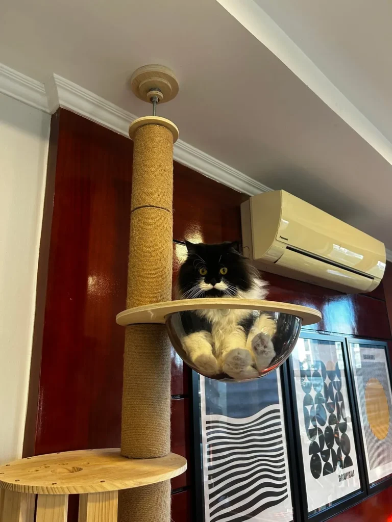 The Cat Council’s Secret Agenda, A Tale of Fur and Physics