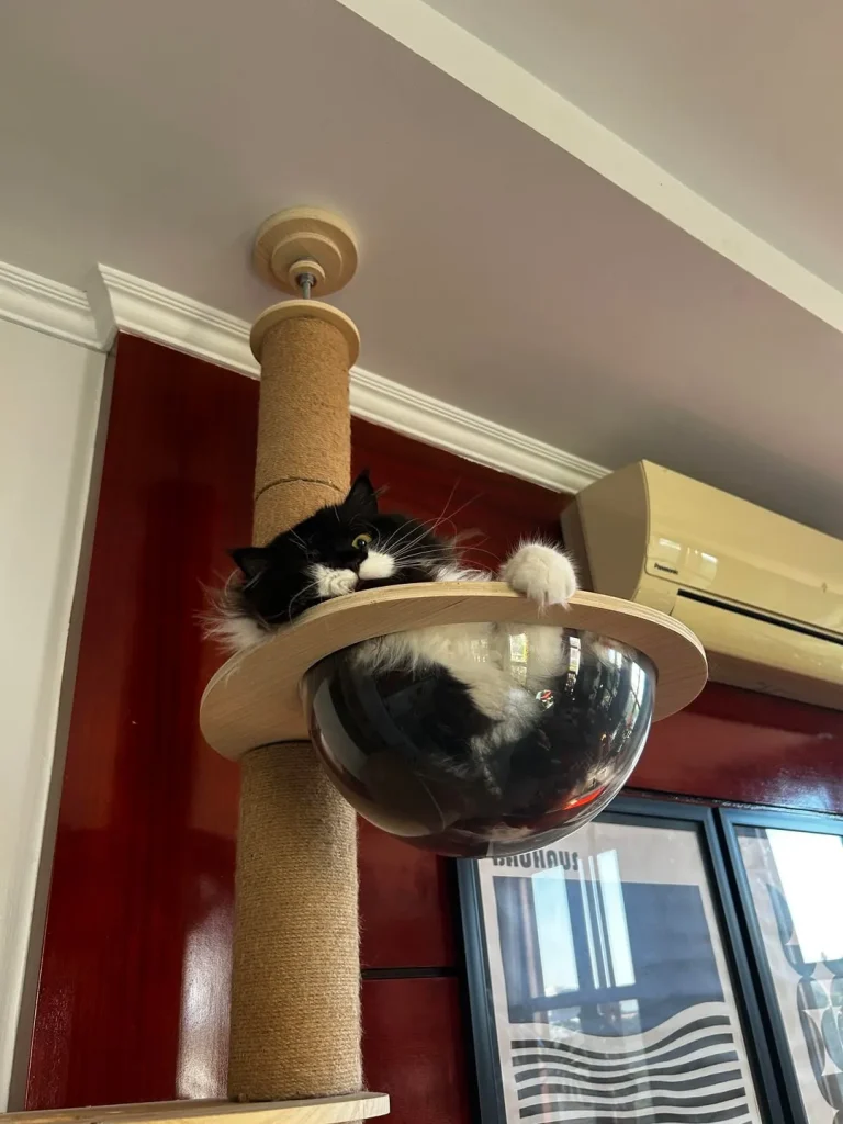 The Cat Council’s Secret Agenda, A Tale of Fur and Physics