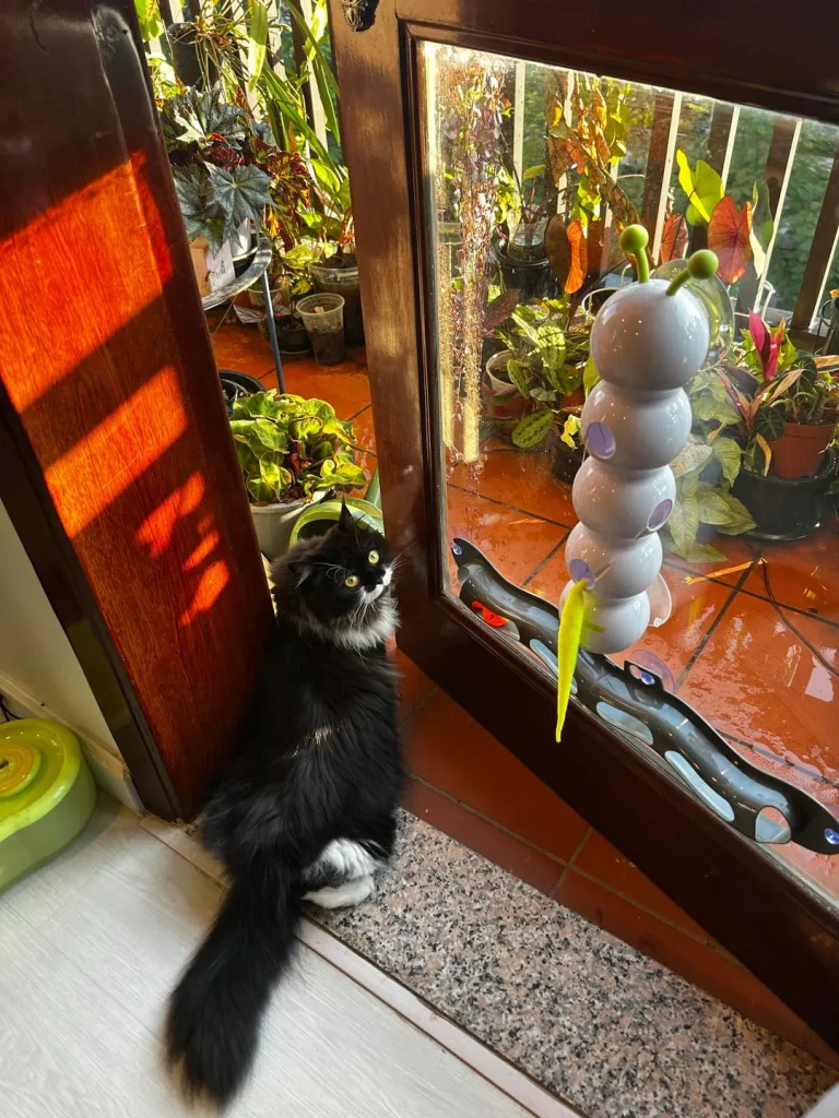 The Cat Council’s Secret Agenda, A Tale of Fur and Physics