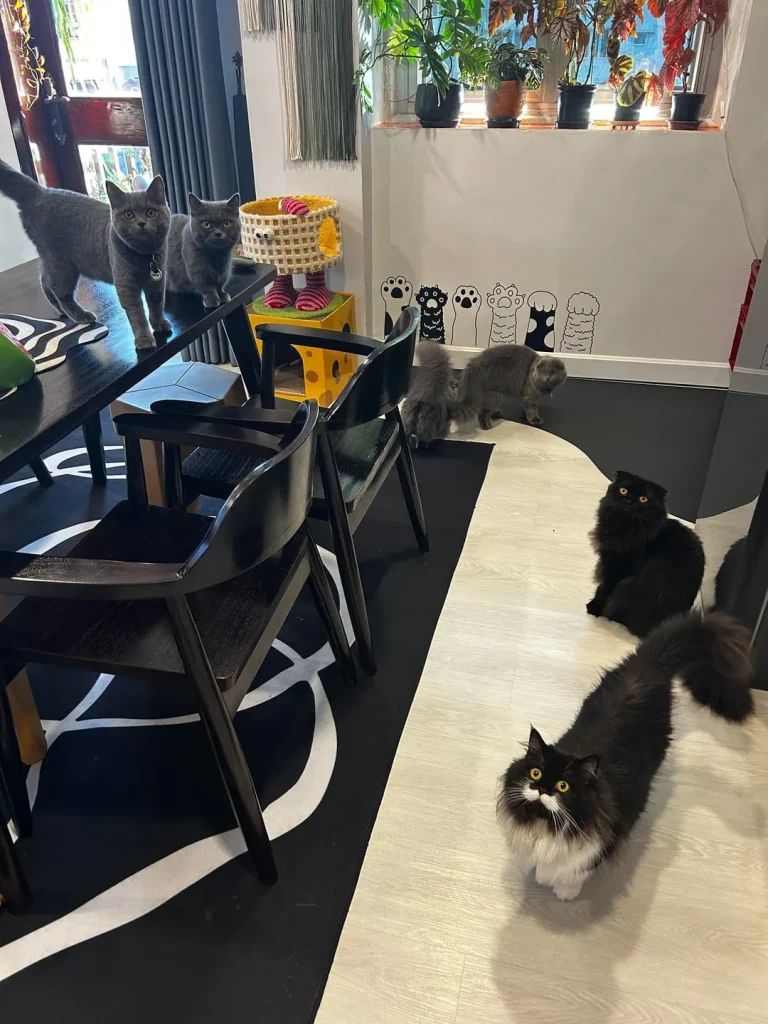 The Cat Council’s Secret Agenda, A Tale of Fur and Physics