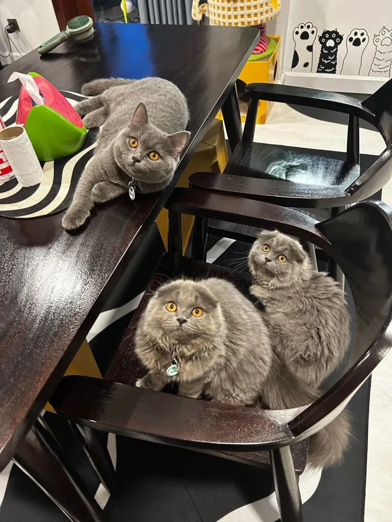 The Cat Council’s Secret Agenda, A Tale of Fur and Physics