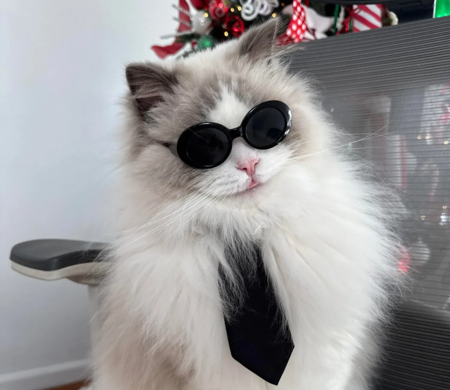 The Cat Executive Officer's Holiday Agenda