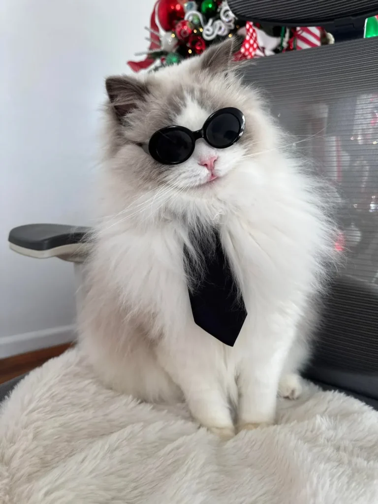 The Cat Executive Officer's Holiday Agenda