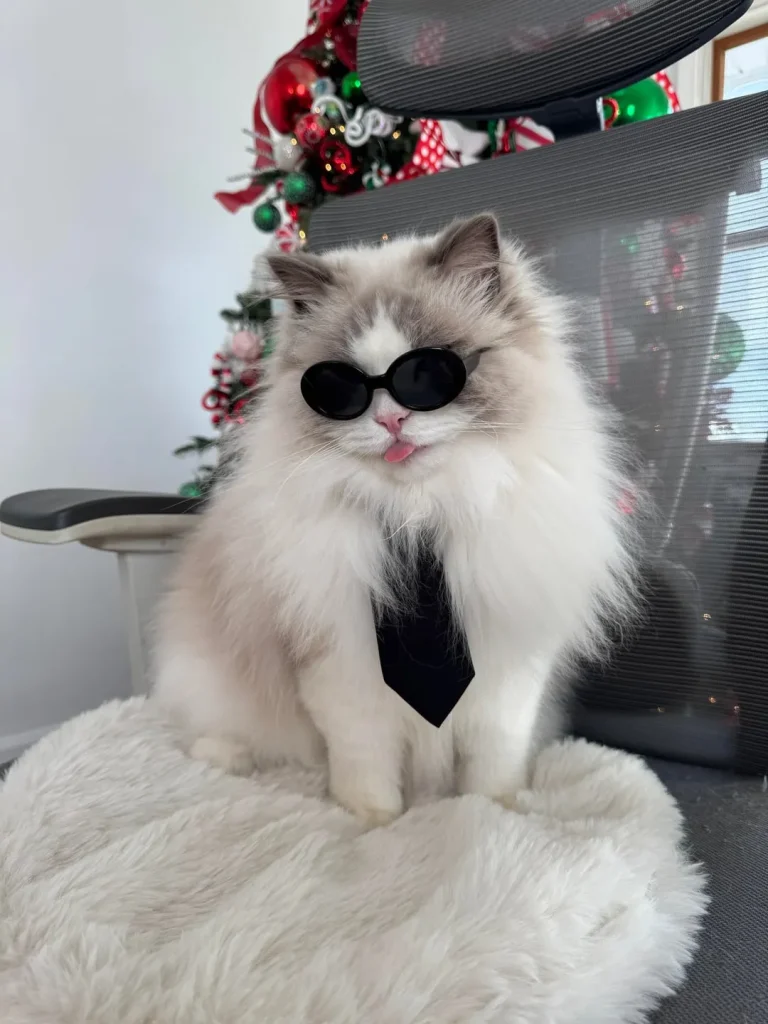 The Cat Executive Officer's Holiday Agenda