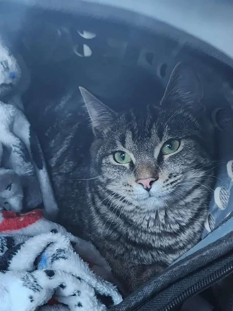 The Cat Identity Crisis, Ruthless Ruler or Professional Cuddler