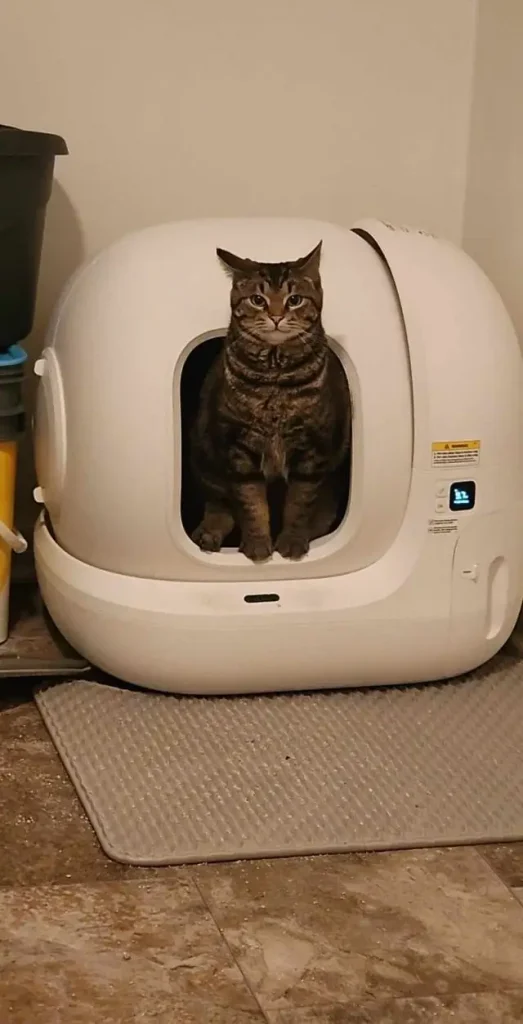 The Cat Identity Crisis, Ruthless Ruler or Professional Cuddler