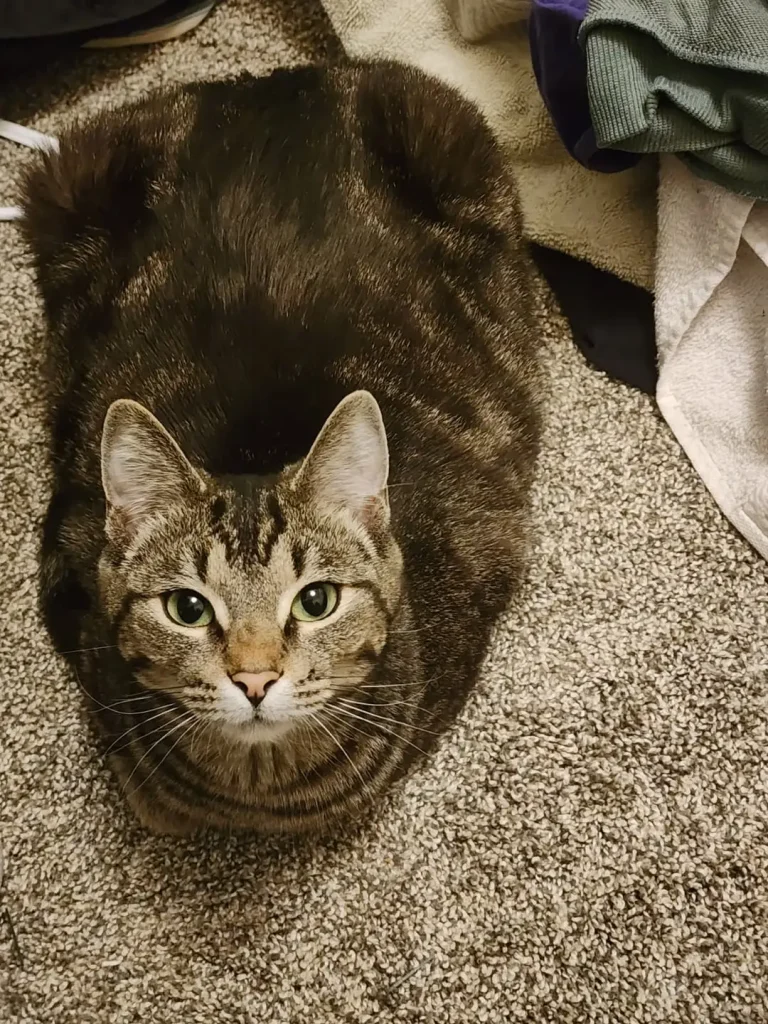 The Cat Identity Crisis, Ruthless Ruler or Professional Cuddler