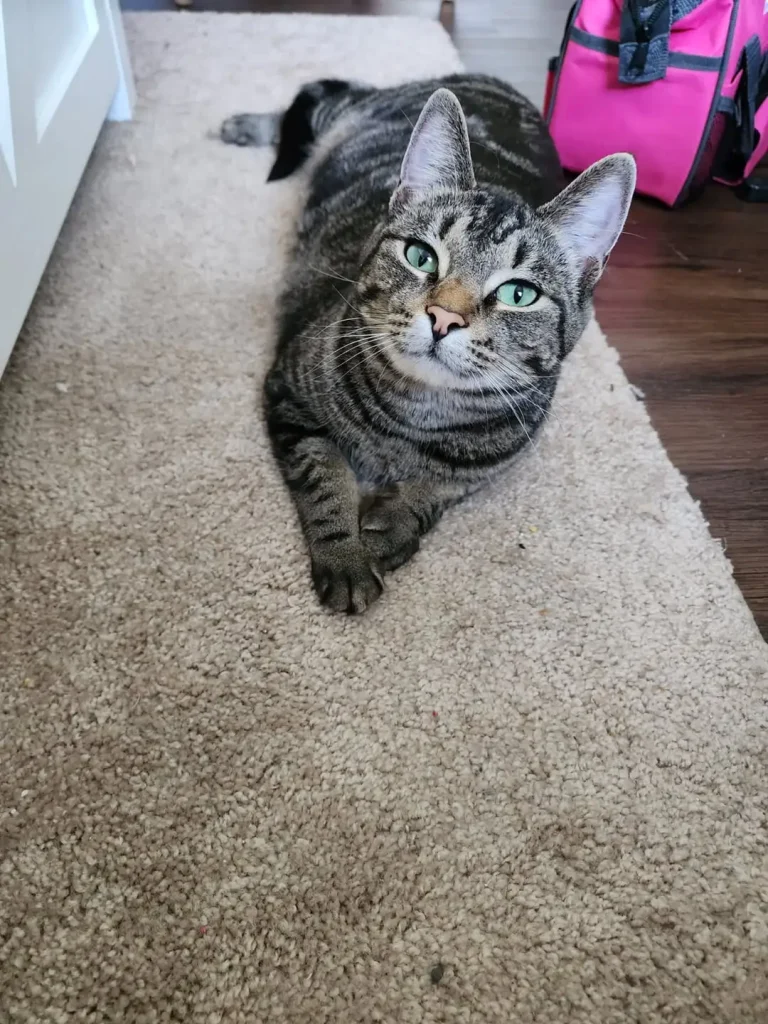 The Cat Identity Crisis, Ruthless Ruler or Professional Cuddler