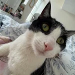 The Cat Who Believed the World Was His Personal Pillow