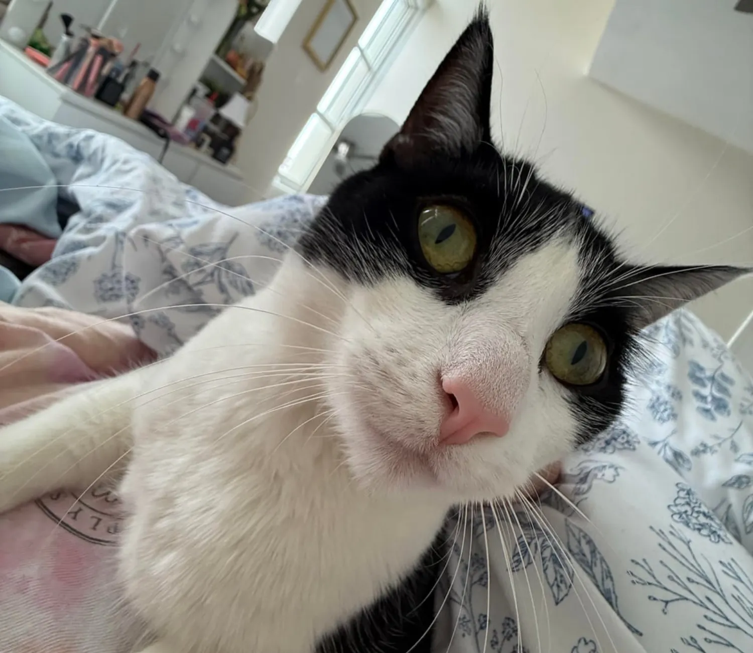 The Cat Who Believed the World Was His Personal Pillow