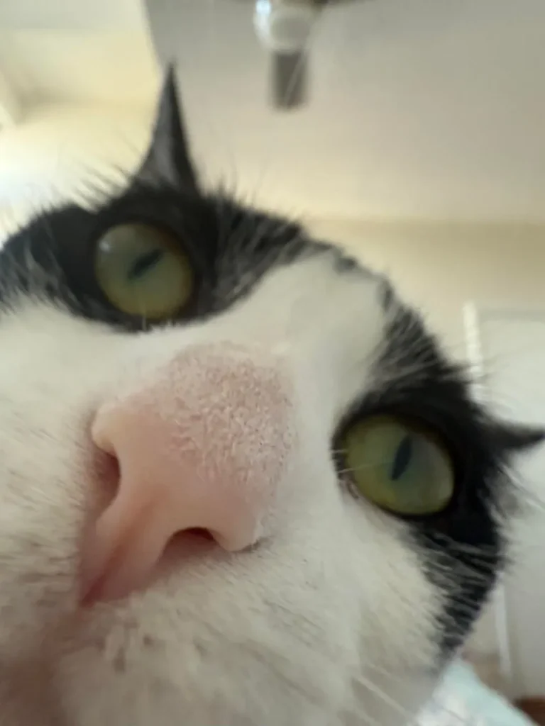 The Cat Who Believed the World Was His Personal Pillow