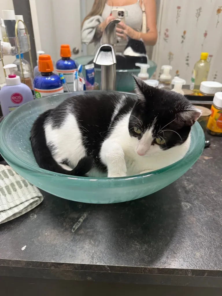 The Cat Who Believed the World Was His Personal Pillow