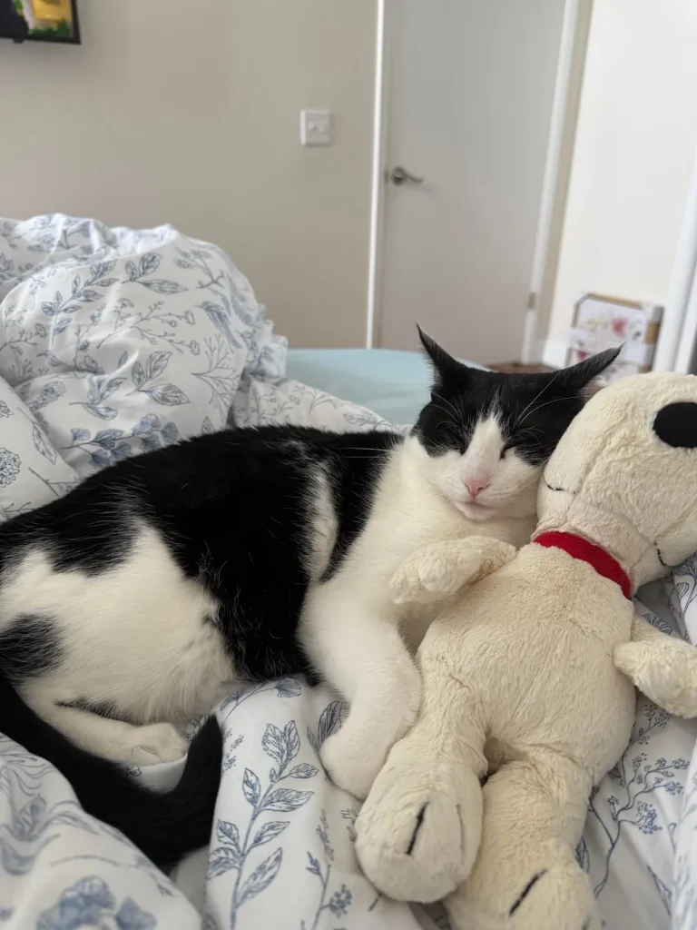 The Cat Who Believed the World Was His Personal Pillow