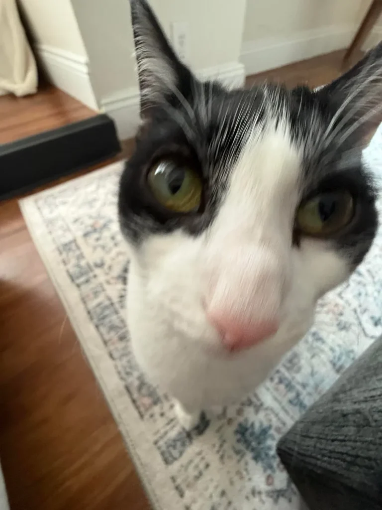 The Cat Who Believed the World Was His Personal Pillow