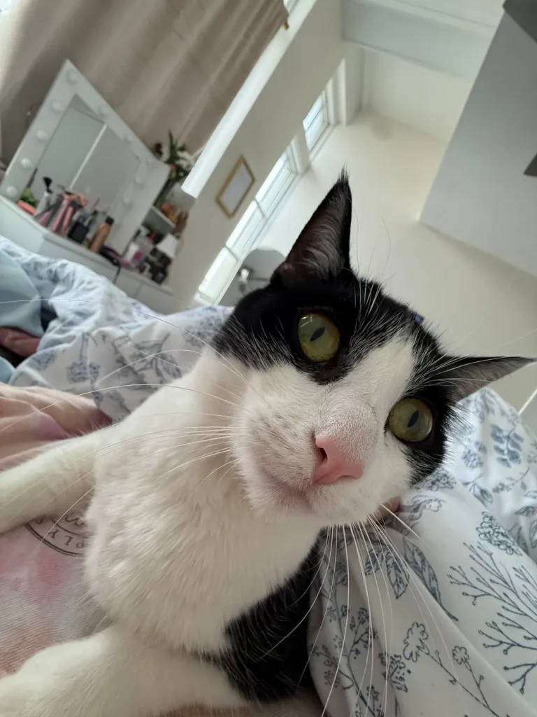 The Cat Who Believed the World Was His Personal Pillow