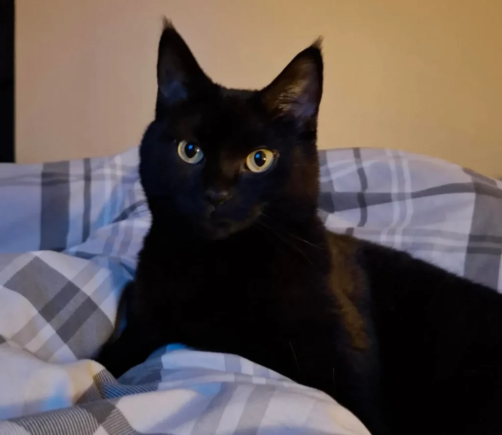 The Cat Who Conquered the Cardboard Kingdom